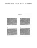 DIFFERENTIATION OF RAT LIVER EPITHELIAL CELLS INTO HEPATOCYTE-LIKE CELLS diagram and image