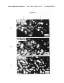DIFFERENTIATION OF RAT LIVER EPITHELIAL CELLS INTO HEPATOCYTE-LIKE CELLS diagram and image