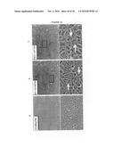 DIFFERENTIATION OF RAT LIVER EPITHELIAL CELLS INTO HEPATOCYTE-LIKE CELLS diagram and image