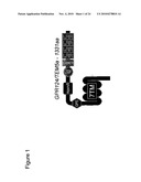 Methods of Modulating Angiogenesis diagram and image