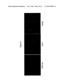 Methods of Modulating Angiogenesis diagram and image