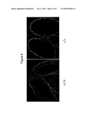 Methods of Modulating Angiogenesis diagram and image