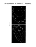 Methods of Modulating Angiogenesis diagram and image