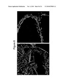 Methods of Modulating Angiogenesis diagram and image