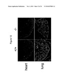 Methods of Modulating Angiogenesis diagram and image