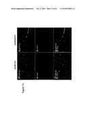 Methods of Modulating Angiogenesis diagram and image