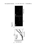 Methods of Modulating Angiogenesis diagram and image