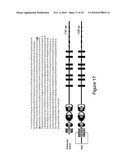 Methods of Modulating Angiogenesis diagram and image