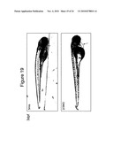 Methods of Modulating Angiogenesis diagram and image