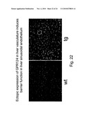 Methods of Modulating Angiogenesis diagram and image