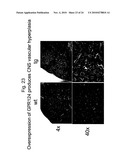 Methods of Modulating Angiogenesis diagram and image