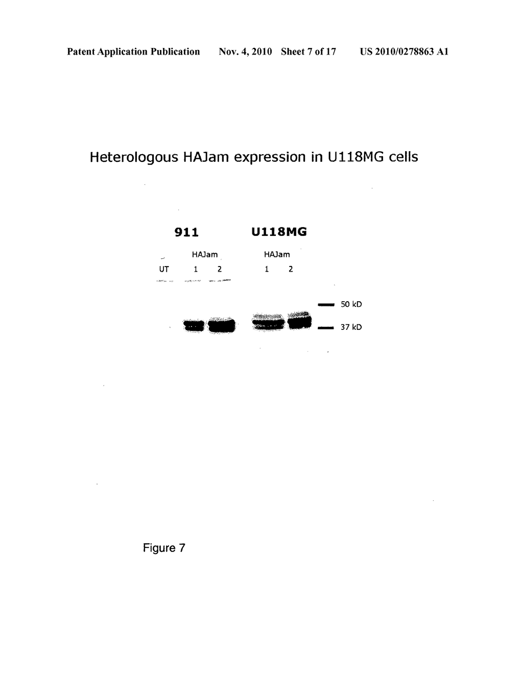 Reoviruses - diagram, schematic, and image 08