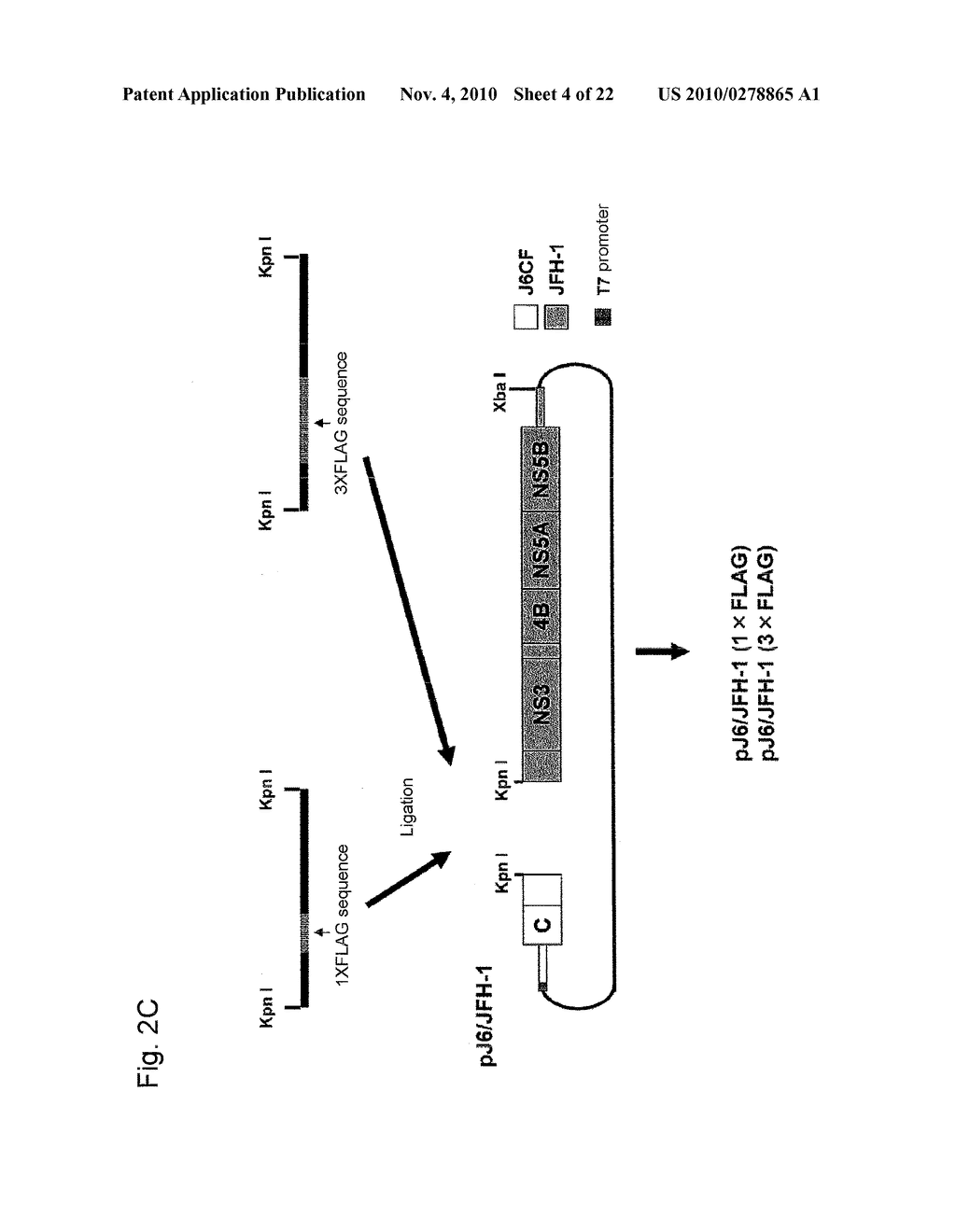 PRODUCTION AND USE OF EPITOPE-TAGGED HEPATITIS C VIRUS PARTICLE - diagram, schematic, and image 05