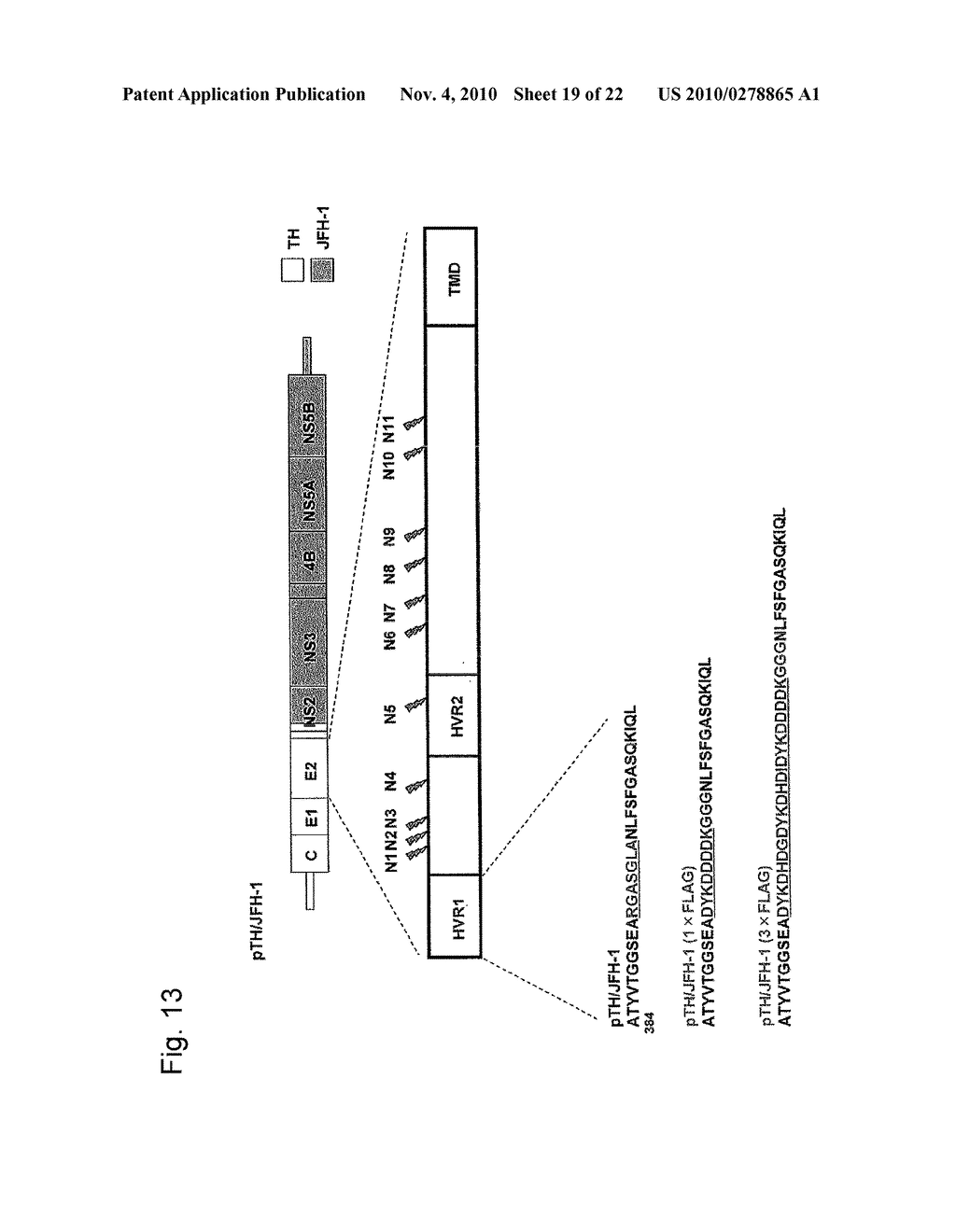 PRODUCTION AND USE OF EPITOPE-TAGGED HEPATITIS C VIRUS PARTICLE - diagram, schematic, and image 20