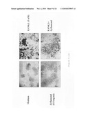 Methods for modulating Eicosanoid metabolism diagram and image