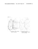 Preparation Method of Vegetable Extract Ferment Solution and Vegetable Extract Ferment Solution Prepared by the Same diagram and image