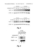 METHOD FOR SCREENING OF CELL-PROTECTING AGENT diagram and image