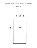 AUT0-INDUCIBLE SODIUM PHOSPHATE SYMPORTER PROMOTER FROM PICHIA PASTORIS AND METHOD FOR PRODUCING RECOMBINANT PROTEIN USING IT diagram and image