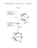 AUT0-INDUCIBLE SODIUM PHOSPHATE SYMPORTER PROMOTER FROM PICHIA PASTORIS AND METHOD FOR PRODUCING RECOMBINANT PROTEIN USING IT diagram and image