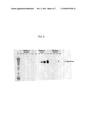 AUT0-INDUCIBLE SODIUM PHOSPHATE SYMPORTER PROMOTER FROM PICHIA PASTORIS AND METHOD FOR PRODUCING RECOMBINANT PROTEIN USING IT diagram and image