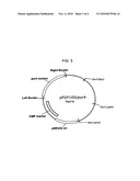 Compositions and Methods for Improved Protein Production diagram and image