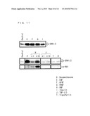 CULTURE MEDIUM ADDITIVE FOR USE IN SERUM-FREE CULTURING OF ANIMAL CELL, KIT AND USE THEREOF diagram and image