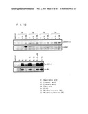 CULTURE MEDIUM ADDITIVE FOR USE IN SERUM-FREE CULTURING OF ANIMAL CELL, KIT AND USE THEREOF diagram and image