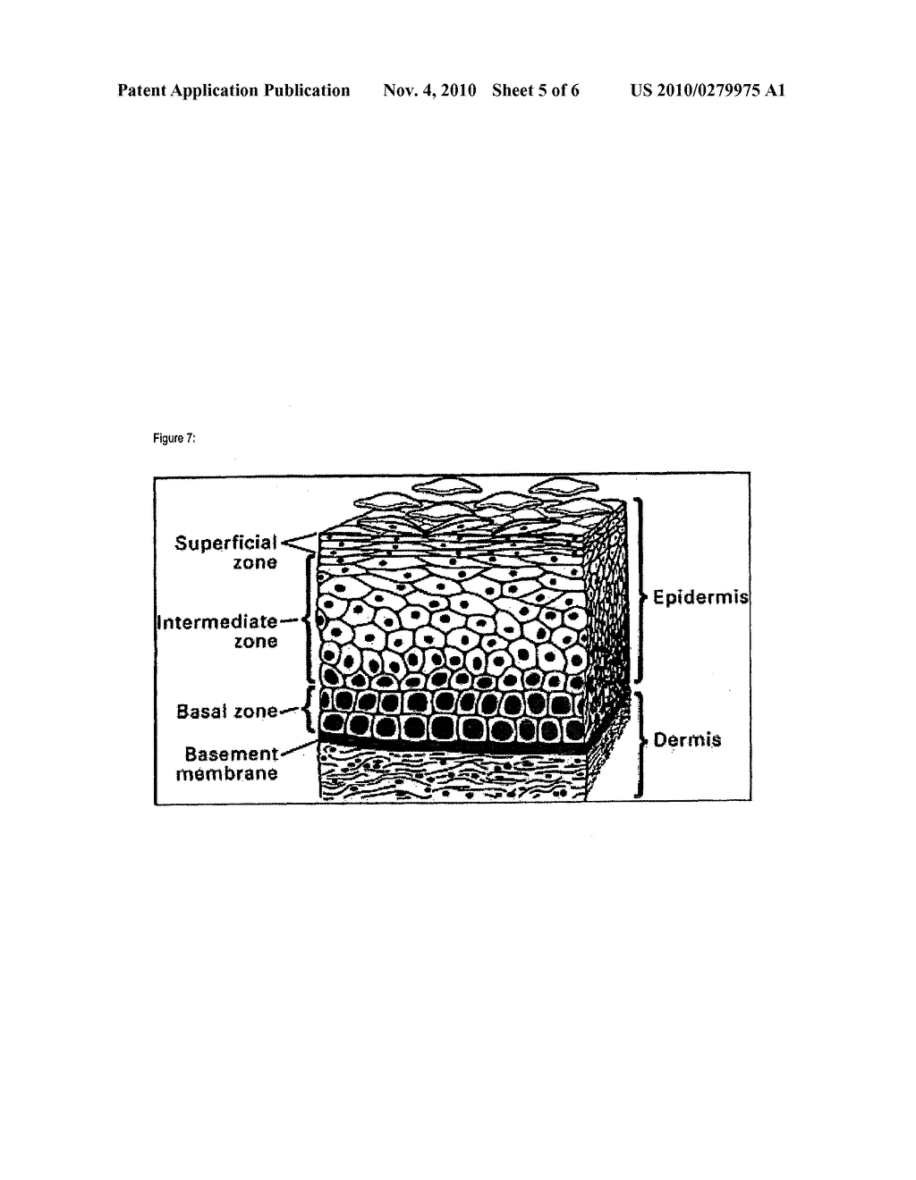 COMPOUNDS AND METHODS ASSOCIATED WITH DIFFERENTIAL METHYLATION OF HUMAN PAPILLOMA VIRUS GENOMES IN EPITHELIAL CELLS - diagram, schematic, and image 06