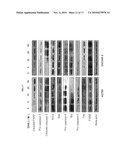 USE OF ARTEMISININ AND ITS DERIVATIVES IN CANCER THERAPY diagram and image