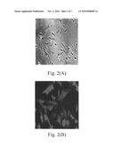 SYNTHESIS AND PHARMACOKINETIC ACTIVITIES OF PULMODIL AND PULMODIL-1, TWO CHLOROPHENYLPIPERAZINE SALT DERIVATIVES diagram and image