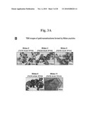 Gold binding peptides and shape-and size-tunable synthesis of gold nanostructures diagram and image