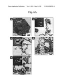 Gold binding peptides and shape-and size-tunable synthesis of gold nanostructures diagram and image