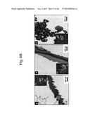 Gold binding peptides and shape-and size-tunable synthesis of gold nanostructures diagram and image