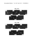 Gold binding peptides and shape-and size-tunable synthesis of gold nanostructures diagram and image