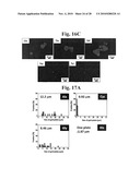 Gold binding peptides and shape-and size-tunable synthesis of gold nanostructures diagram and image