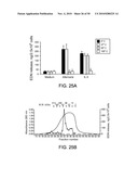 FUNGUS-INDUCED INFLAMMATION AND EOSINOPHIL DEGRANULATION diagram and image