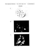 TRANSFORMATION OF POINSETTIA PLANTS diagram and image