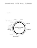 MAIZE 17KD OLEOSIN SEED-PREFERRED REGULATORY ELEMENT diagram and image