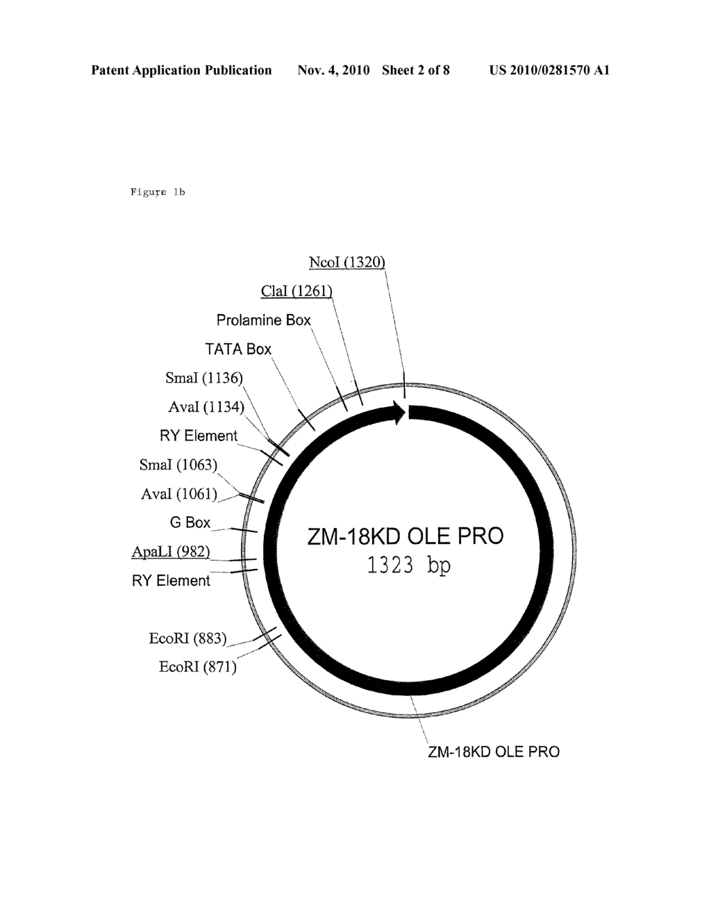 MAIZE 18KD OLEOSIN SEED-PREFERRED REGULATORY ELEMENT - diagram, schematic, and image 03