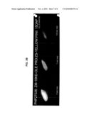 MAIZE 18KD OLEOSIN SEED-PREFERRED REGULATORY ELEMENT diagram and image