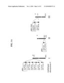 ADS Genes For Reducing Saturated Fatty Acid Levels In Seed Oils diagram and image