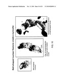 Methods and Agents for Inhibiting Tumor Growth by Targeting the SSDNA Replication Intermediate of Tumor Stem Cells diagram and image