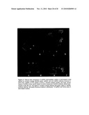 Methods and Agents for Inhibiting Tumor Growth by Targeting the SSDNA Replication Intermediate of Tumor Stem Cells diagram and image