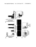 TREATMENT OF TUMORS BY ABLATING BONE MARROW-DERIVED ENDOTHELIAL PROGENITOR CELLS diagram and image