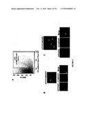 TREATMENT OF TUMORS BY ABLATING BONE MARROW-DERIVED ENDOTHELIAL PROGENITOR CELLS diagram and image