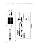 TREATMENT OF TUMORS BY ABLATING BONE MARROW-DERIVED ENDOTHELIAL PROGENITOR CELLS diagram and image