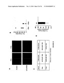 TREATMENT OF TUMORS BY ABLATING BONE MARROW-DERIVED ENDOTHELIAL PROGENITOR CELLS diagram and image