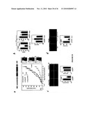 TREATMENT OF TUMORS BY ABLATING BONE MARROW-DERIVED ENDOTHELIAL PROGENITOR CELLS diagram and image