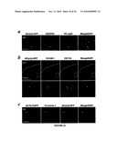 TREATMENT OF TUMORS BY ABLATING BONE MARROW-DERIVED ENDOTHELIAL PROGENITOR CELLS diagram and image