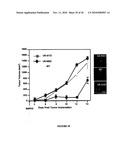 TREATMENT OF TUMORS BY ABLATING BONE MARROW-DERIVED ENDOTHELIAL PROGENITOR CELLS diagram and image